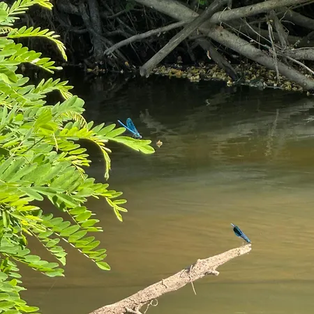 Sasava * Bosanska Gradiska